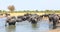 Lots of african elephants wading and cooling down in a waterhole, Hwange National Park, Zimbabwe