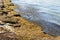 Lots of algae on the sandy Baltic Sea beach. Seaweed that was thrown ashore by waves