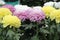 lots Aster flowers yellow, pink and white color. Variety of choice of flowering asters in the store for the garden