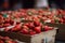 Lots of baskets with fresh ripe strawberries for sale at farmers market closeup. Strawberries in boxes, strawberry fruits in paper