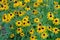 Lots of beautiful blackeyed Susan on the flower bed.