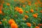 Lots of beautiful blooms orange marigold flowers close-up views in the garden. Orange Green flowers background