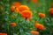 Lots of beautiful blooms orange marigold flowers close-up views in the garden. Orange Green flowers background