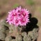 Lots of beautiful dark pink flowers on top of a blooming green cactus gymnocalycium bruchii