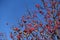 Lots of berries on bare branches of whitebeam against blue sky
