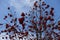 Lots of berries on branches of rowan against blue sky