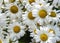 Lots of big ox-eye daisies, yellow eyes and white petals