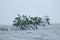 Lots of black color birds sitting on flooded tree in lake of Sunamganj, Bangladesh