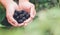 Lots of blackberry in person`s hands with blured leaf on the foreground. Homegrown harvest of berries on the farm. Free copy spac