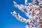 Lots of blooming pink flower in springtime on branches of tree and blue sky.