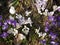 Lots of blue and white crocus flowers with thin leaves.