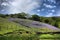 Lots of bluebell plants covering a field