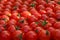 Lots of bright ripe juicy red tomatoes.