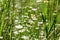 Lots of bright white daisies growing on green meadow on hot sunny summer day. On thin green stems are white petals and