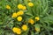 Lots of bright yellow dandelions near yarrow