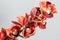 Lots of buds Orange brown orchid flower or Phalaenopsis orchid. Light gray background