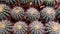 Lots of cacti in pots, top view.