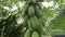 Lots of carica papaya fruits on the tree trunk.