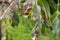 Lots of caterpillars on walnut tree consuming the leaves