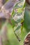 Lots of caterpillars on walnut tree consuming the leaves