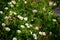 Lots of chamomile flowers at the meadow