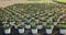 Lots of colored potted pansies  ready for sale in the greenhouse at the end of winter