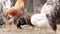 Lots of colorful chickens of different breeds in the chicken coop, rearing poultry