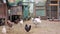 Lots of colorful chickens of different breeds in the chicken coop, rearing poultry. Different birds in agriculture