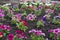 Lots of colorful flowers of petunias in the flowerbed