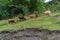 Lots of cows in a mountain green pasture