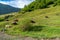 Lots of cows in a mountain green pasture