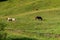 Lots of cows in a mountain green pasture