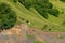 Lots of cows in a mountain green pasture