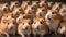 Lots cute funny fluffy hamsters animal background fur small little friend humor