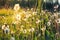 Lots of dandelions in the backyard