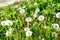 Lots of dandelions. dandelion seeds. dandelion background