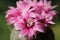 Lots of dark pink flowers on a blooming green cactus gymnocalycium bruchii