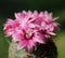 Lots of dark pink flowers on a blooming green cactus gymnocalycium bruchii in dark green backround