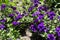 Lots of dark violet flowers of petunias in June