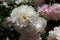 Lots of delicate double peonies in the summer garden. Beautiful flowers close-up.