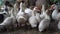 Lots of duck in local farm. domestic ducks in the courtyard of a rural house. White ducks walk on the green grass. Lots
