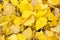 Lots fallen yellow autumn leaves