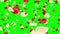 Lots of falling beautiful red and predominant white rose petals isolated on green screen