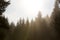 Lots of firs at the sunrise, sunbeams between the forest