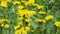 Lots of flowering dandelion panoramic footage