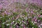 Lots of flowering petunias in the flowerbed