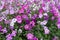 Lots of flowering petunias in shades of pink