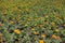 Lots of flowering Tagetes patula in summer