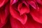 Lots of fragile soft macro view of flower petals red colored.Floral backdrop