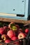 Lots of fresh raw apples. Basket with red apples freshly picked in garden stands against background of beehive in apiary.